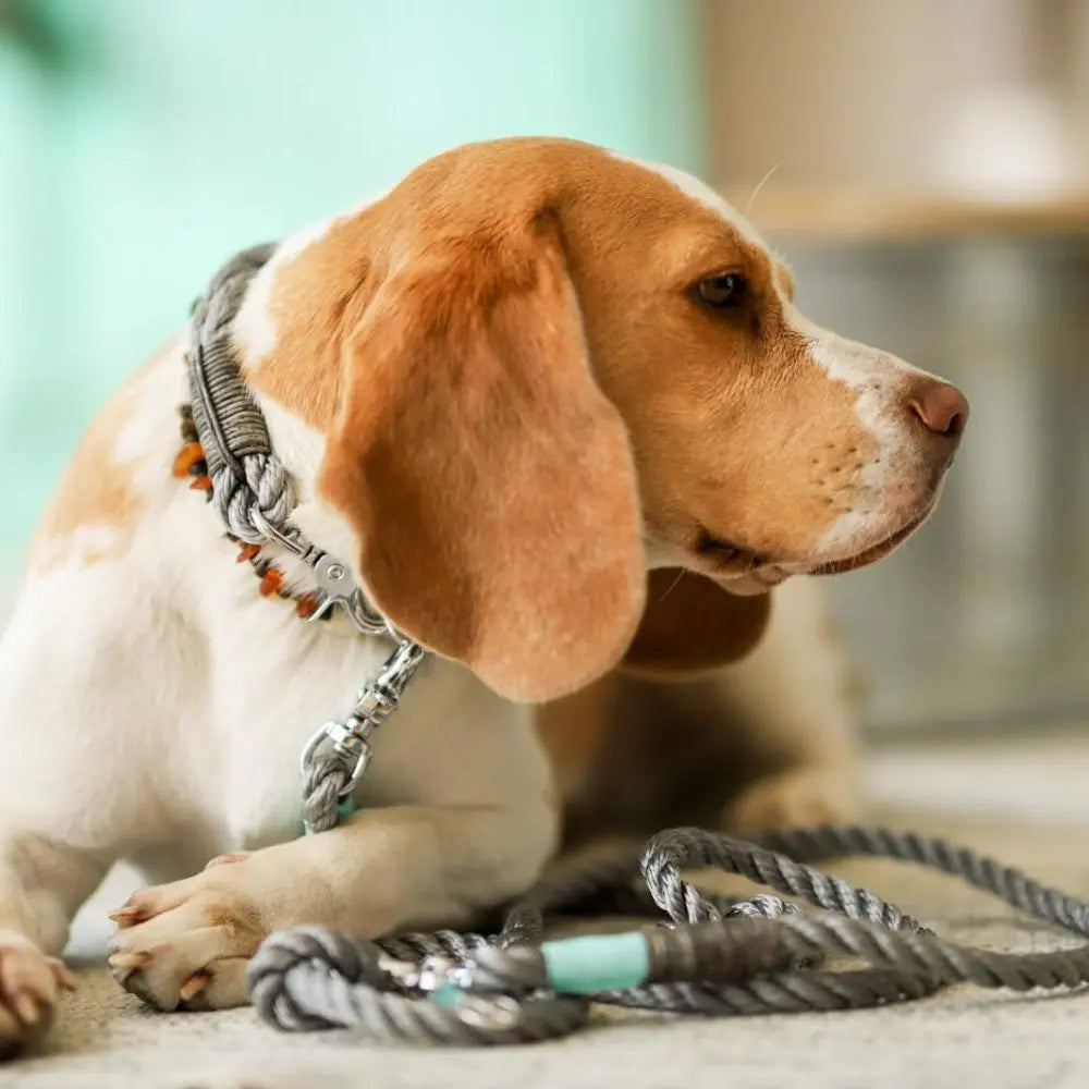 ZEELAND DOG Rainbow Jetzt erhältlich bei  Dogsmopolitan