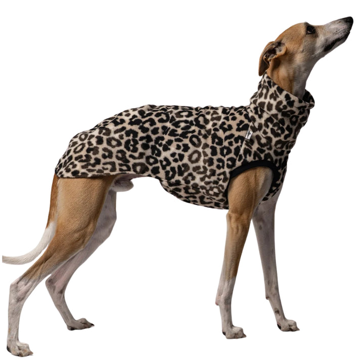 LONG SHIRT 2.0 für Whippet, Windsprite, Podenco, Galgo in Leo