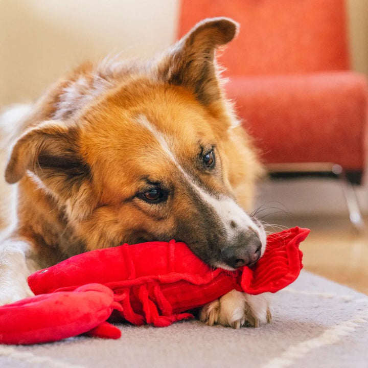 Hundespielzeug Lemmy der Hummer