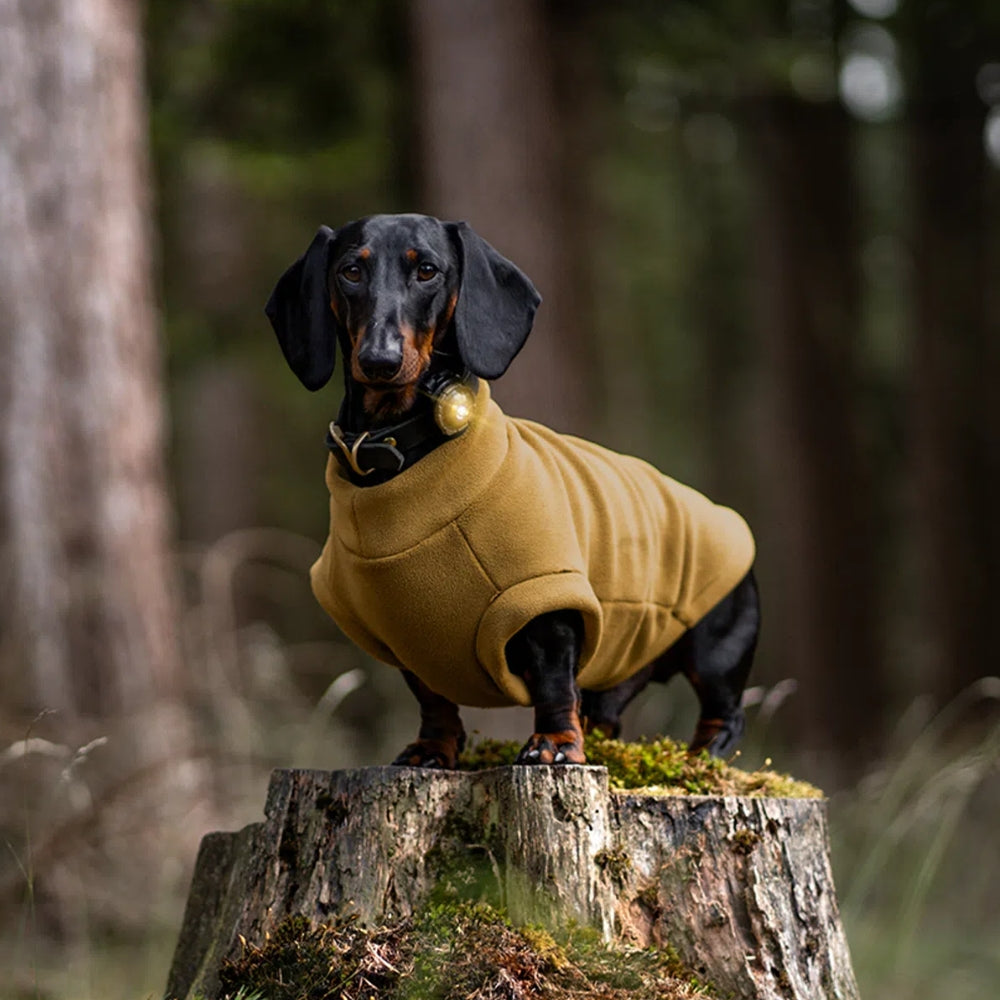 Veiligheidslamp - De veiligheidslamp voor honden en baasjes