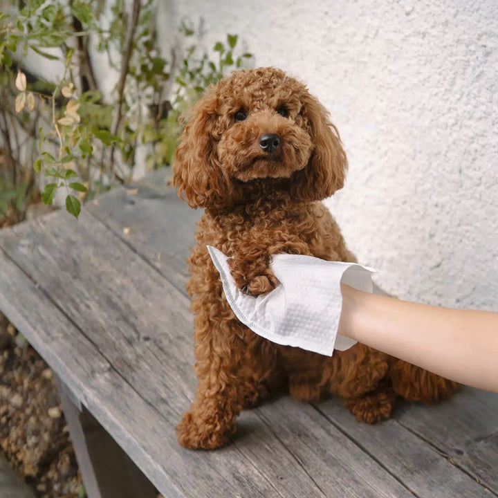 Lavettes - Feuchte Waschhandschuhe