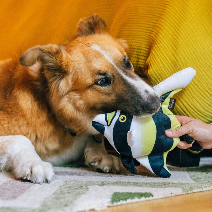 Hundespielzeug Ozeanfreunde Fahnenfisch Khan