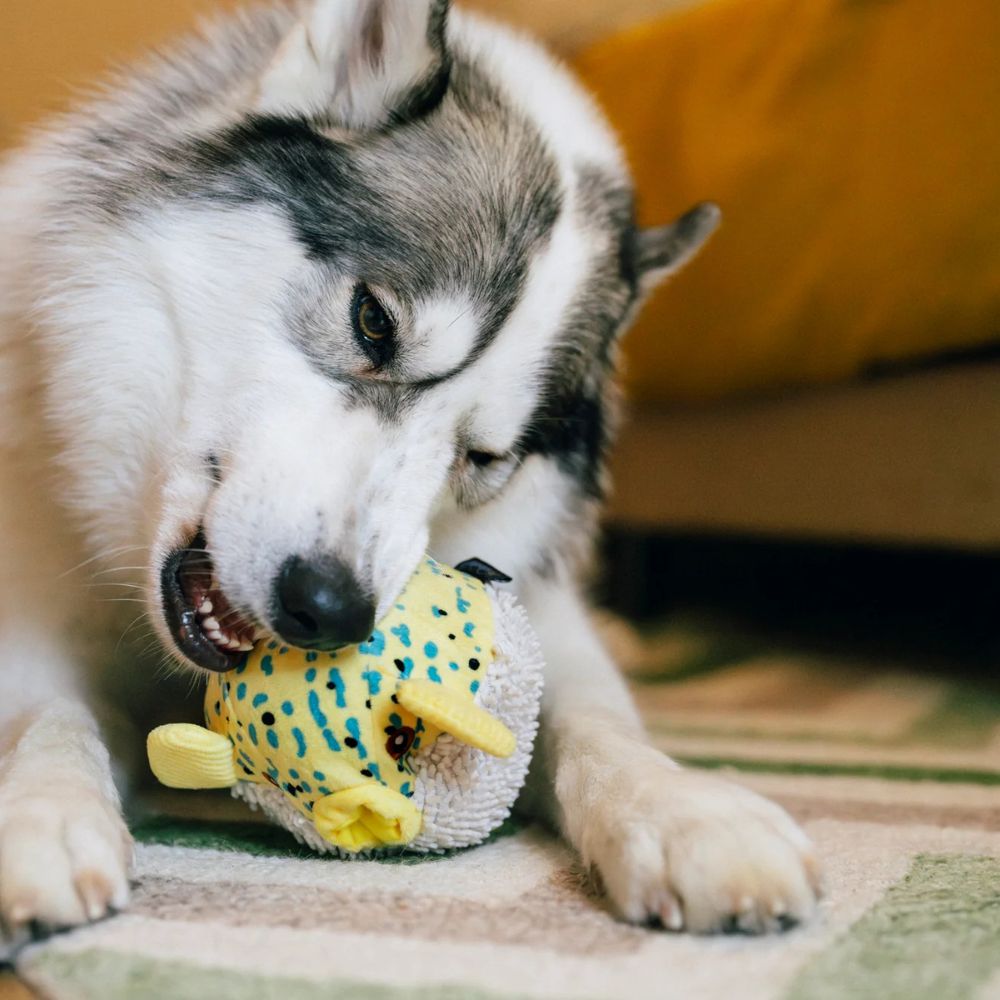 Hundespielzeug Meeresfreunde Kugelfisch