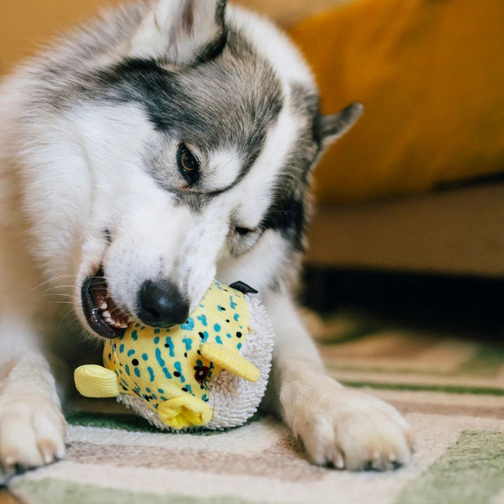 Hundespielzeug Meeresfreunde Kugelfisch