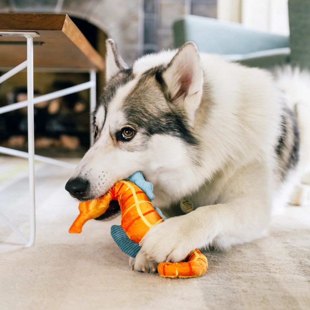 Hundespielzeug Meeresfreunde Seepferdchen