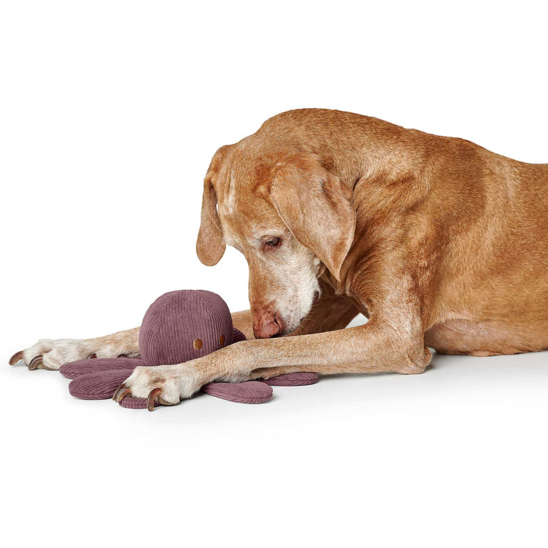 Hundespielzeug Olivia Octopus
