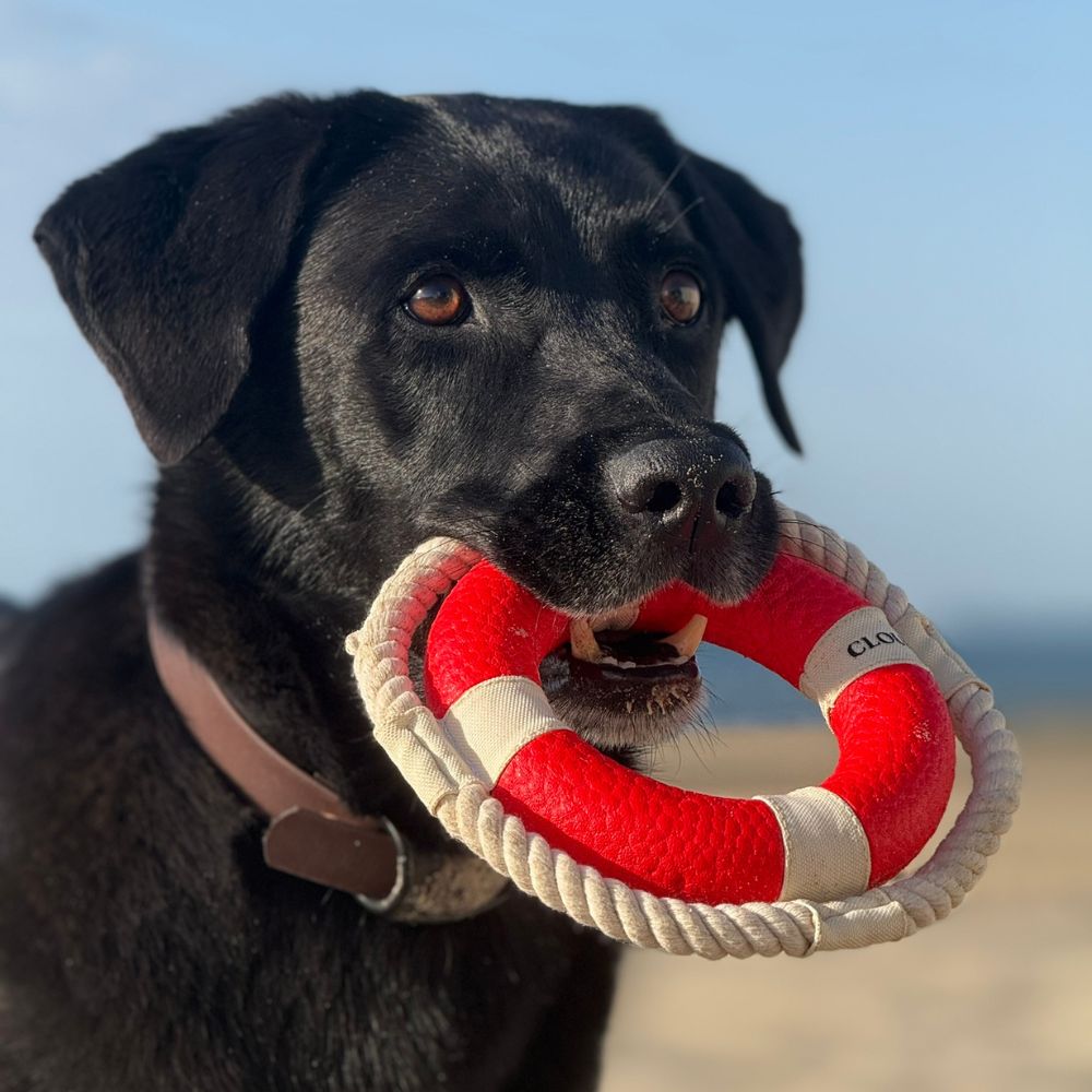 Hundespielzeug Rettungsring Floaty