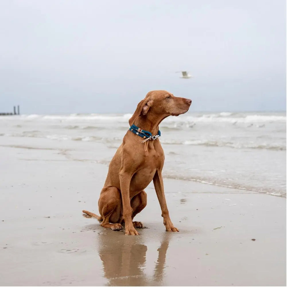 ZEELAND DOG DUIN Jetzt erhältlich bei  Dogsmopolitan