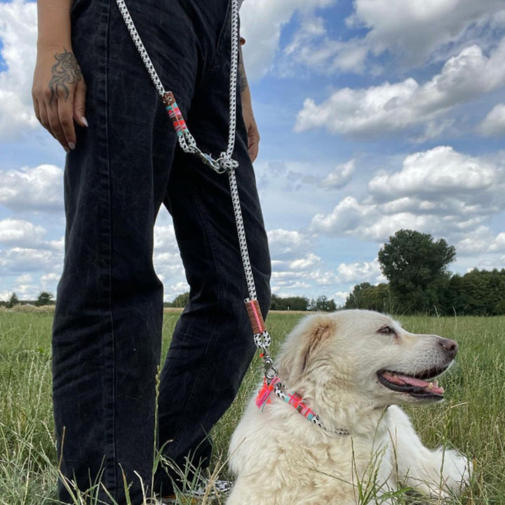 Zeeland Dog Koelleforniadogs Edition Jetzt erhältlich bei  Dogsmopolitan