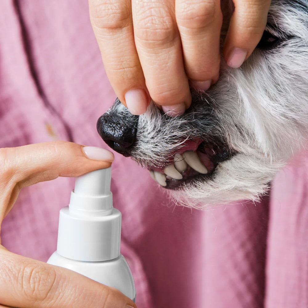 Dentalspray für Hunde und Katzen