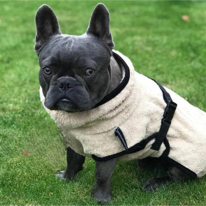 Dog bathrobe for Bully, Pug and Co. 