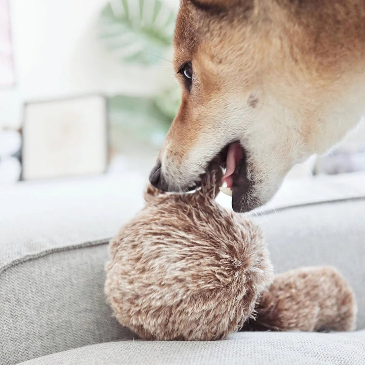Hundespielzeug Eichhörnchenball