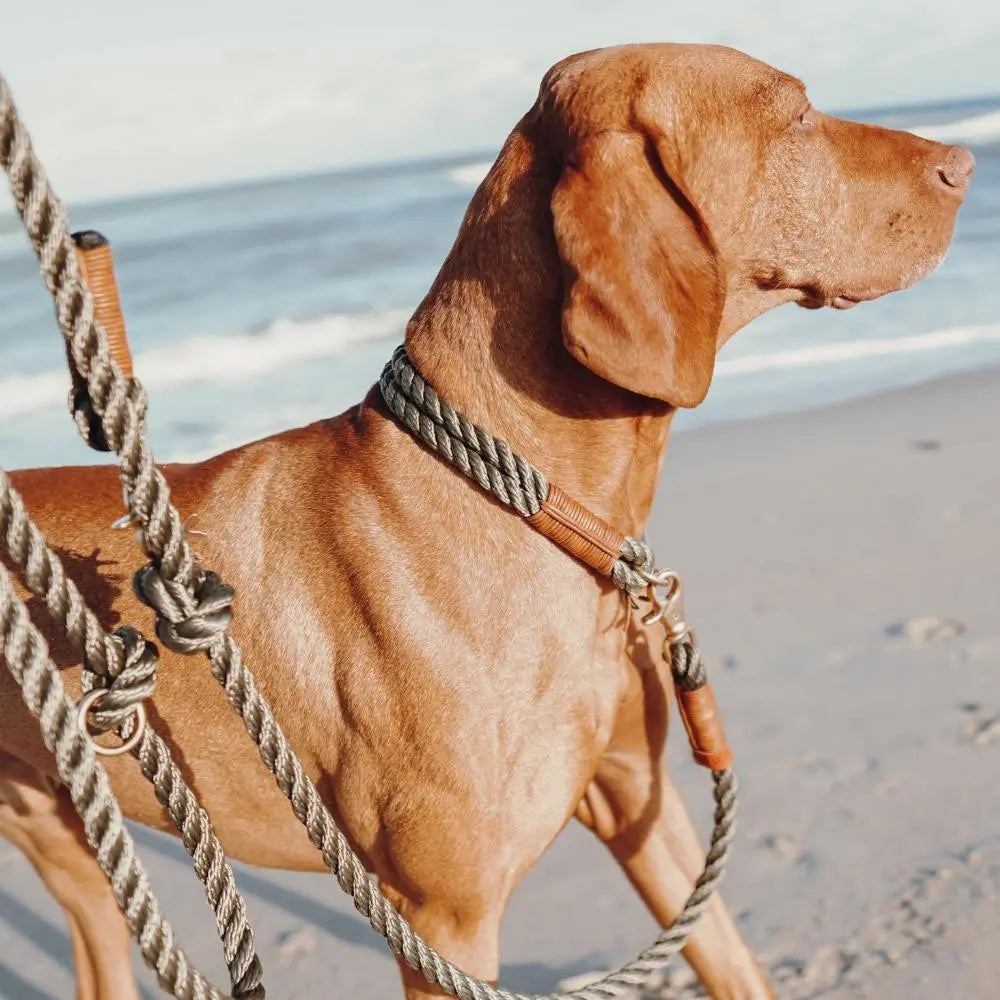 ZEELAND DOG Tauhalsband *CICI´S Summer PINK* Jetzt erhältlich bei  Dogsmopolitan