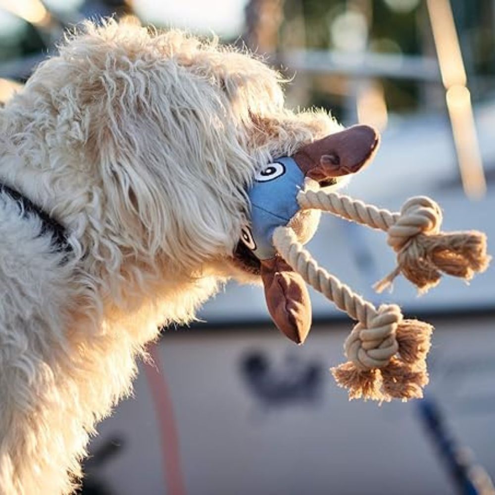 Hundespielzeug Knoten Hummer Sansibar