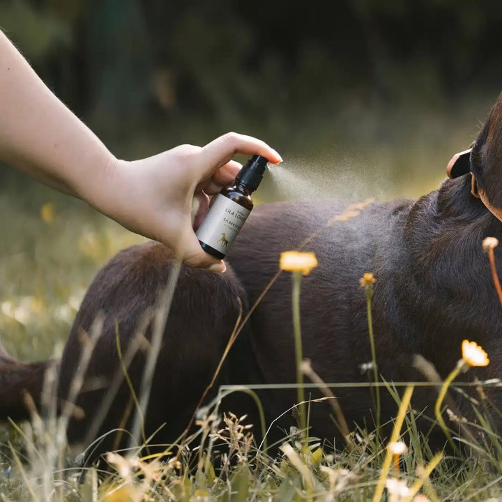 ZILVEREN SPRAY + ALOË VERA