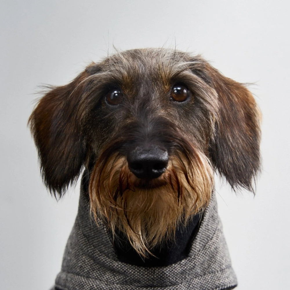Hundemantel Dackel Brooklyn Tweed Black