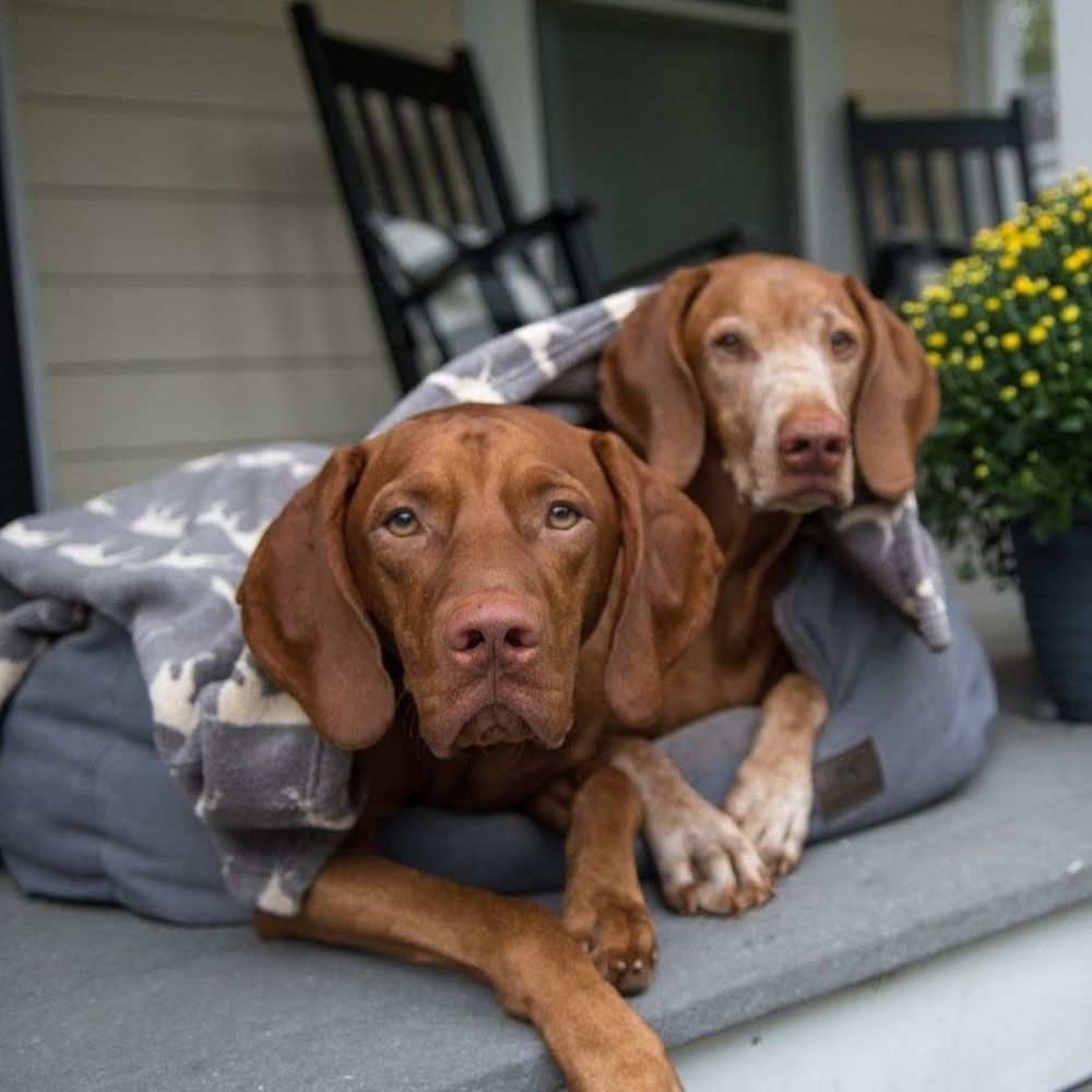 Kuscheldecke mit Hundesilhouette