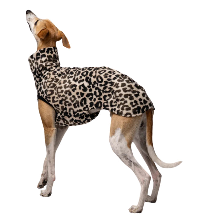 LONG SHIRT 2.0 für Whippet, Windsprite, Podenco, Galgo in Leo