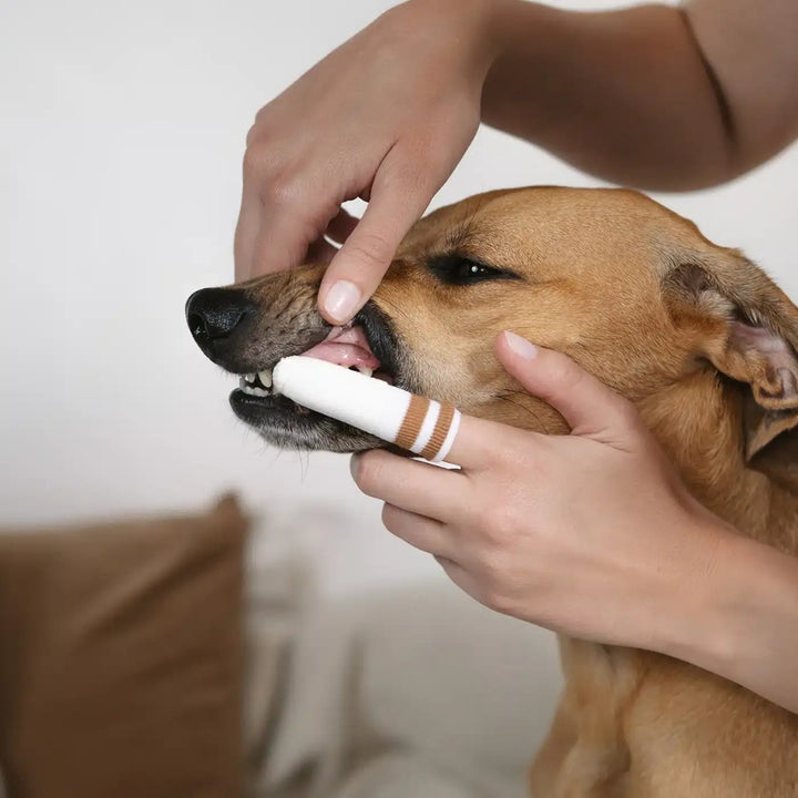 TOOTH FINGERLING