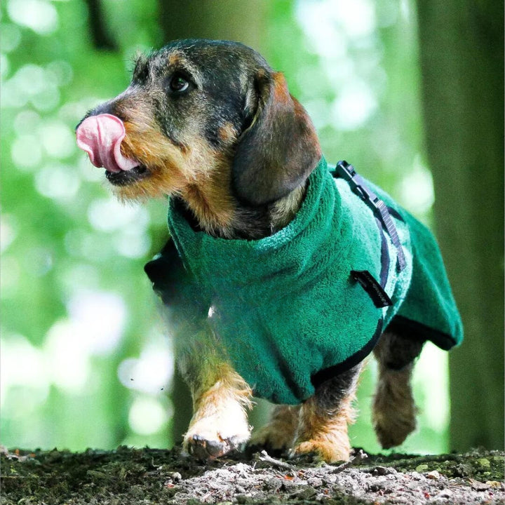 Dog bathrobe for dachshunds