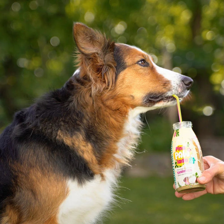 SmoothieDog PinaPawLada