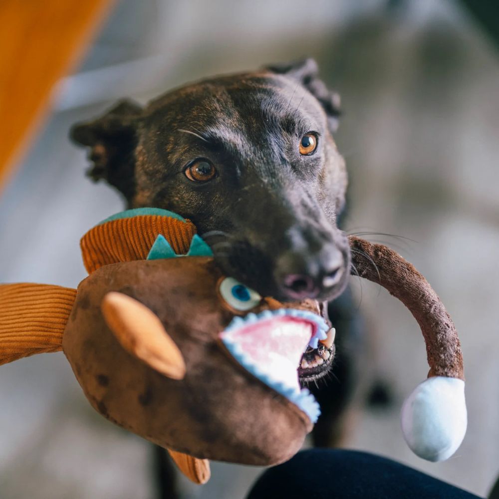 Hundespielzeug Ozeanfreunde Anglerfisch