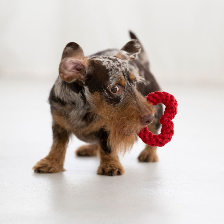 Hundespielzeug Mini Heart
