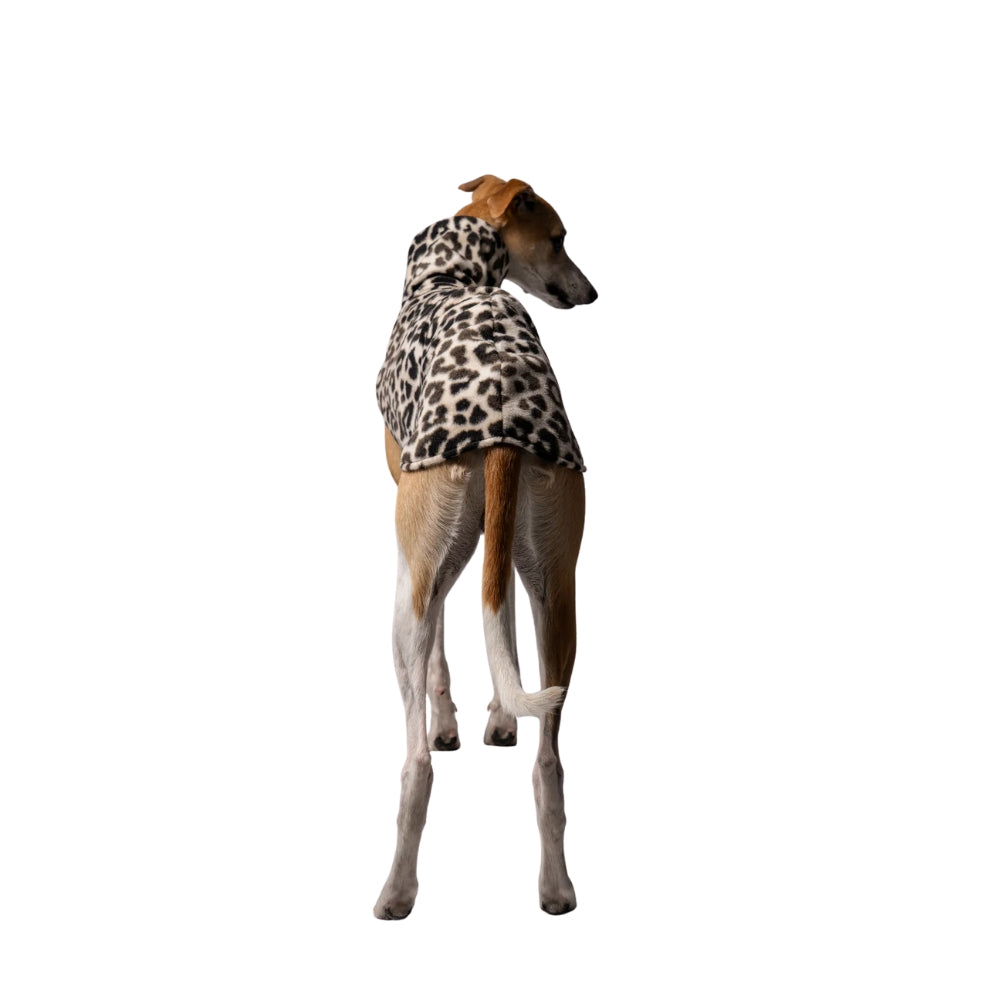 LONG SHIRT 2.0 für Whippet, Windsprite, Podenco, Galgo in Leo