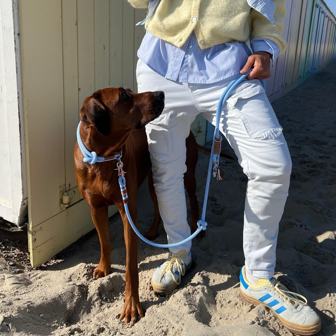 ZEELAND DOG Sailor