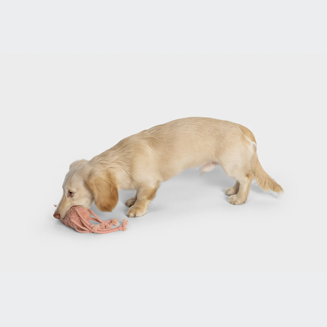 Hundespielzeug Kalmar Karl
