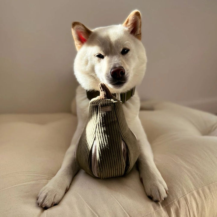 Hundespielzeug Schnüffel-Butternusskürbis