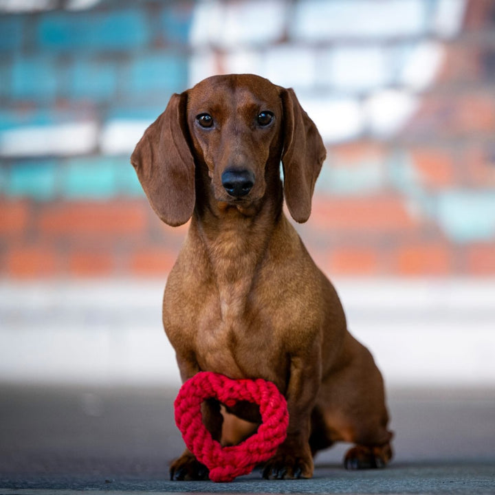 Hundespielzeug Mini Heart