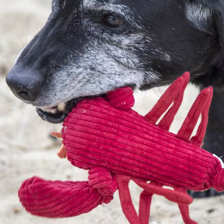 Lola Lobster - Extra Robust Toy 