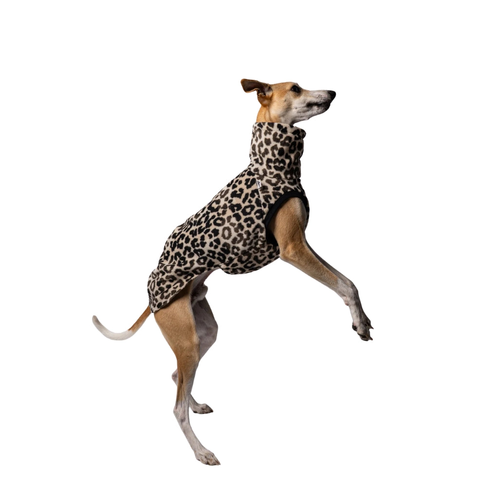 LONG SHIRT 2.0 für Whippet, Windsprite, Podenco, Galgo in Leo