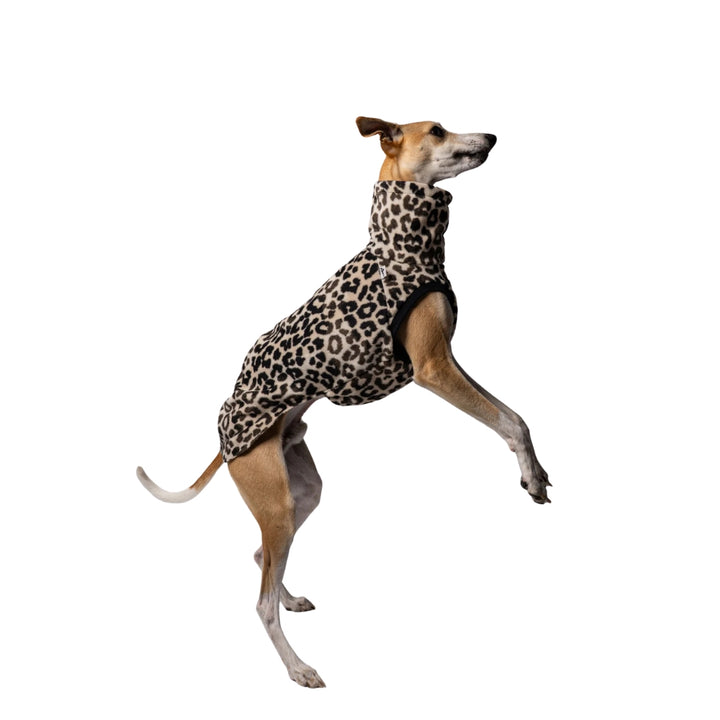 LONG SHIRT 2.0 für Whippet, Windsprite, Podenco, Galgo in Leo