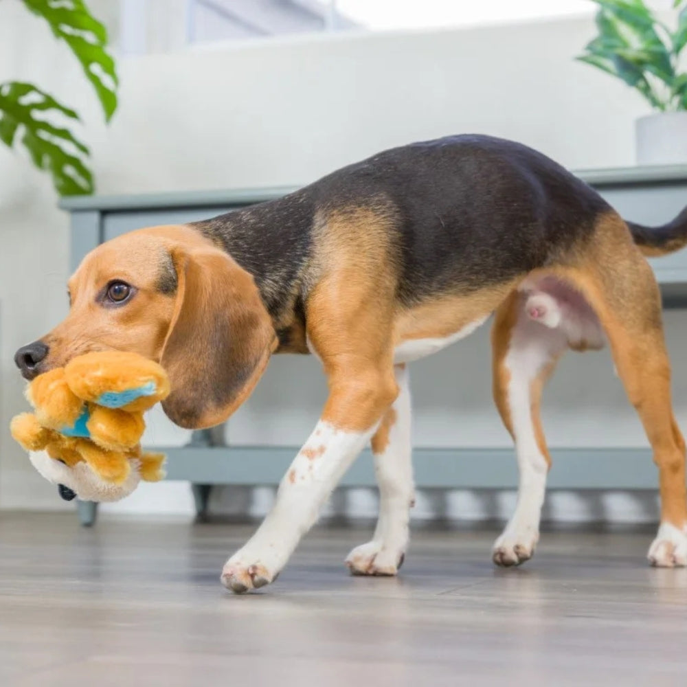 Hundespielzeug Eichhörnchen Eric