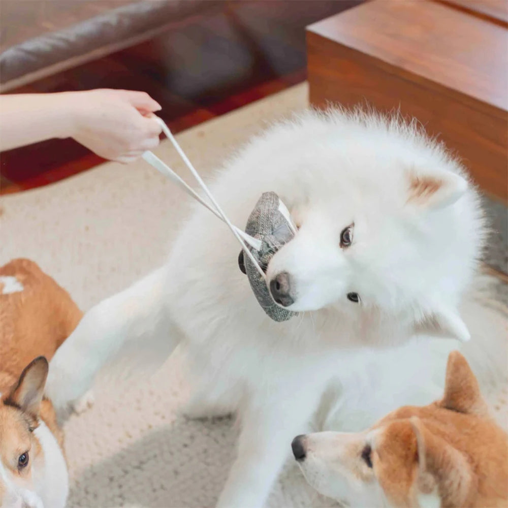 Hundespielzeug Schnüffel-Kassette