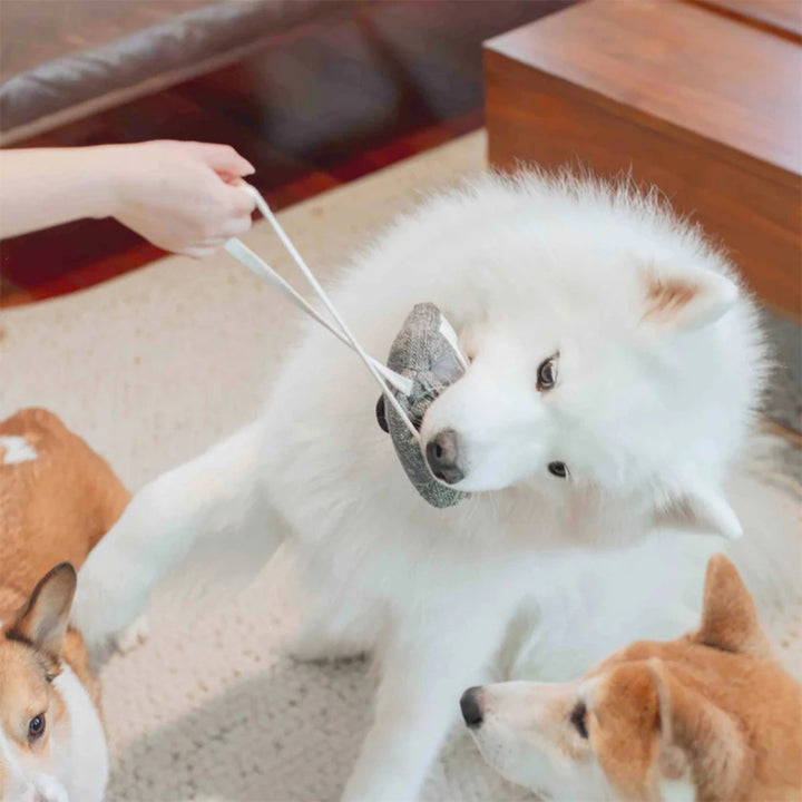 Hundespielzeug Schnüffel-Kassette