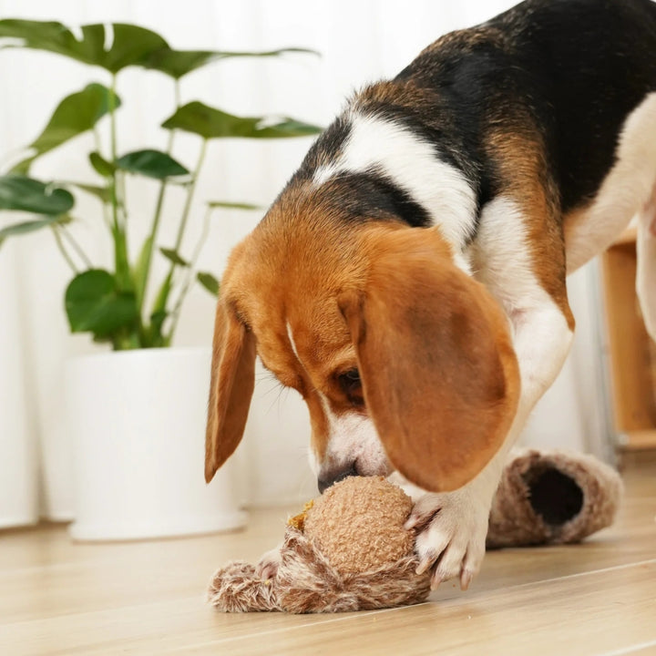 Hundespielzeug Eichhörnchenball