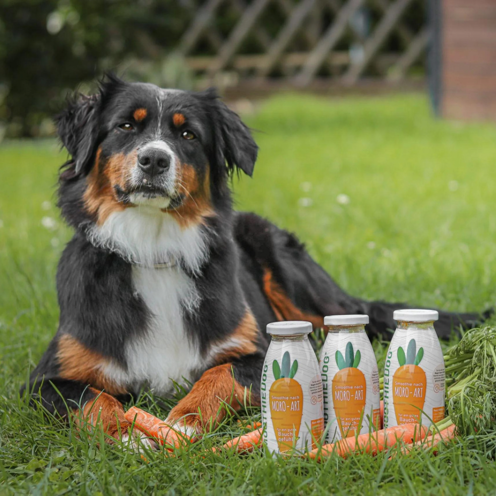 SmoothieDog Moro-Art Jetzt erhältlich bei  Dogsmopolitan