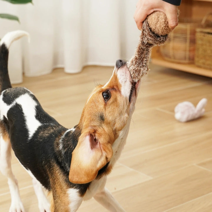Hundespielzeug Eichhörnchenball