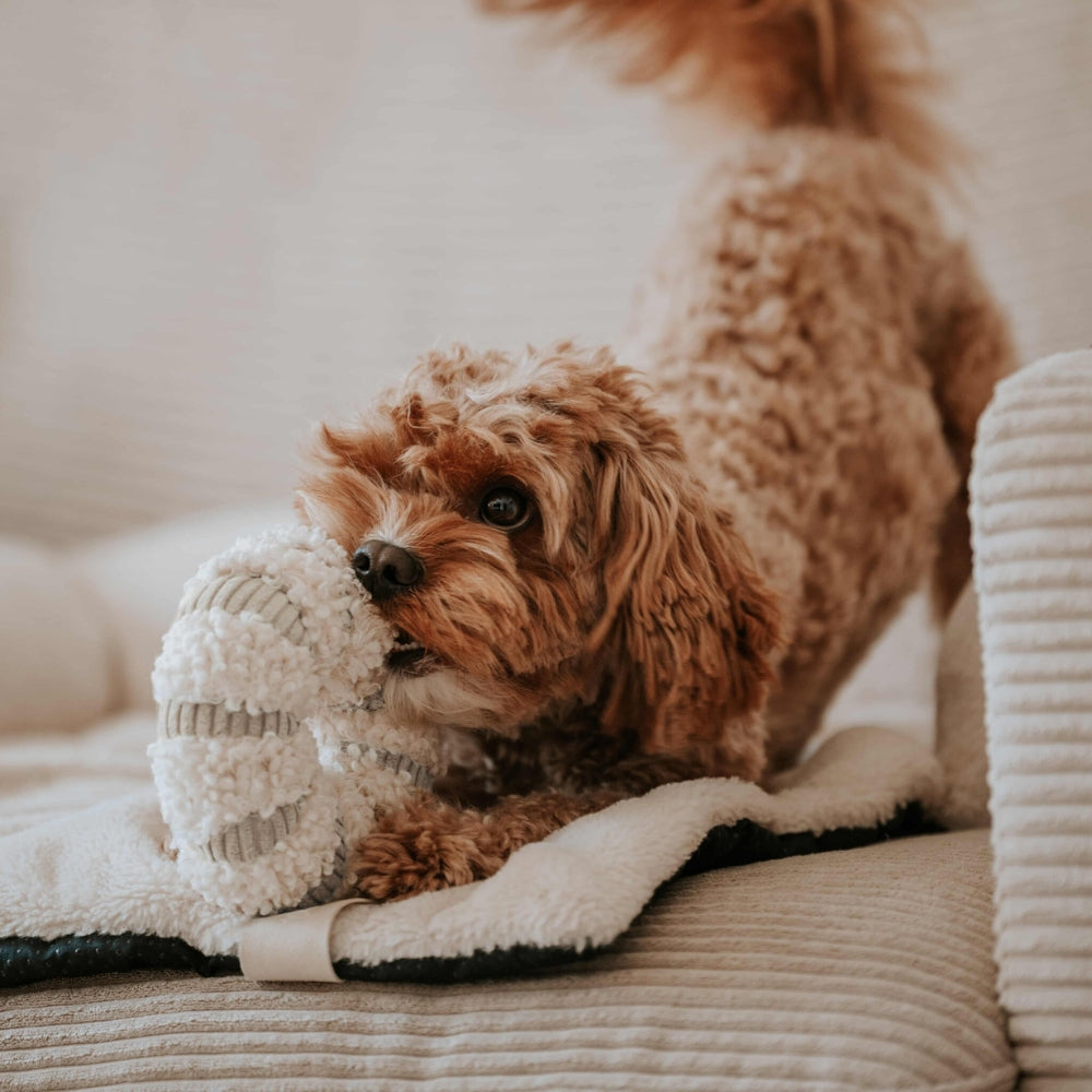 Hundespielzeug Daisy