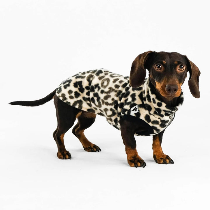 LONG SHIRT 2.0 für Dackel in Leo