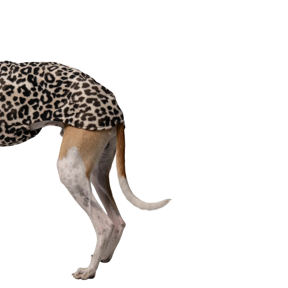 LONG SHIRT 2.0 für Whippet, Windsprite, Podenco, Galgo in Leo