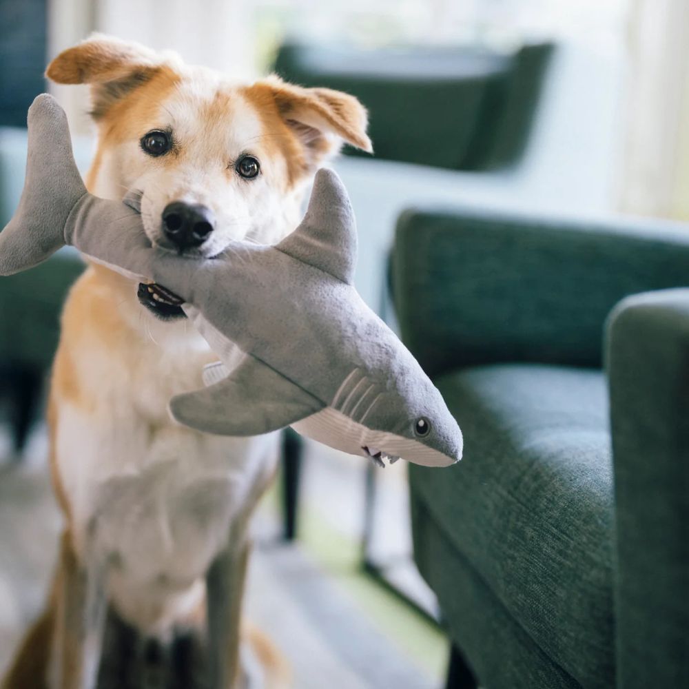 Hundespielzeug Großer Weißer Hai Gabe