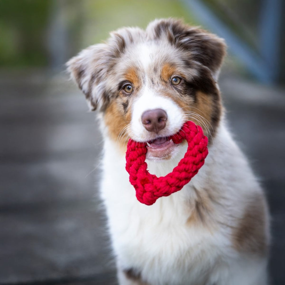 Hundespielzeug Mini Heart