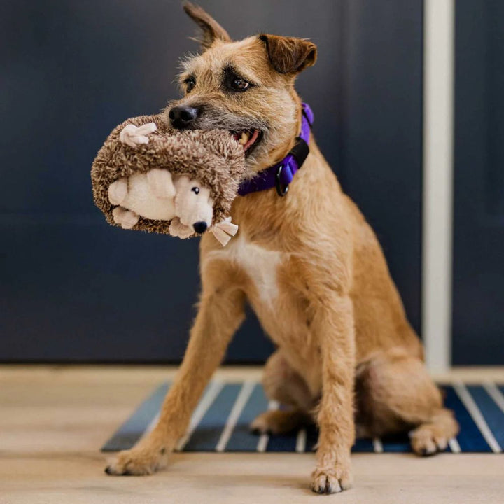 Hundespielzeug Igel Irma