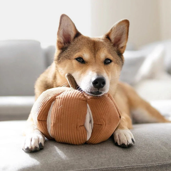 Hundespielzeug Schnüffel-Cinderella-Kürbis