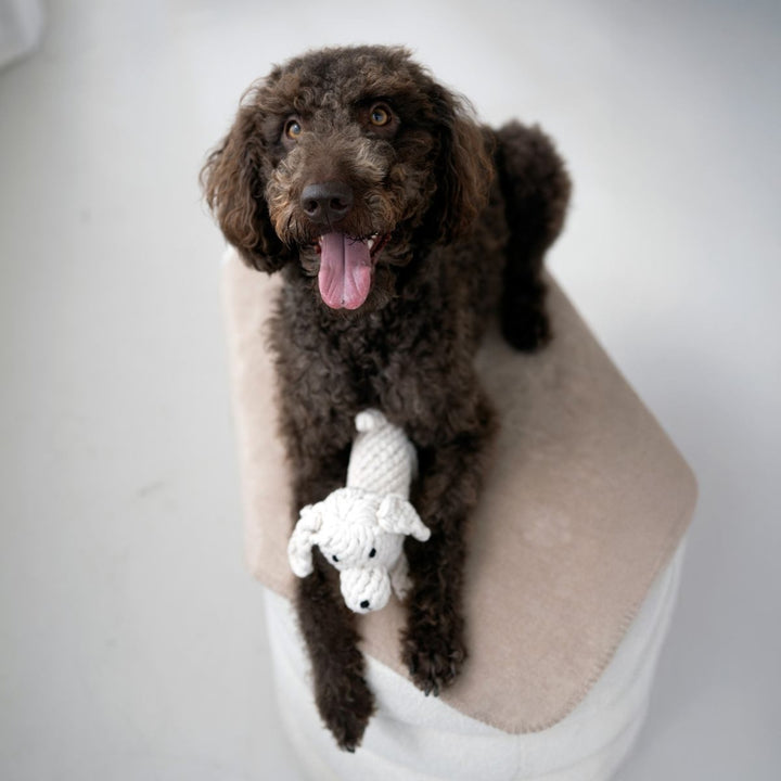 Hundespielzeug Richie Retriever