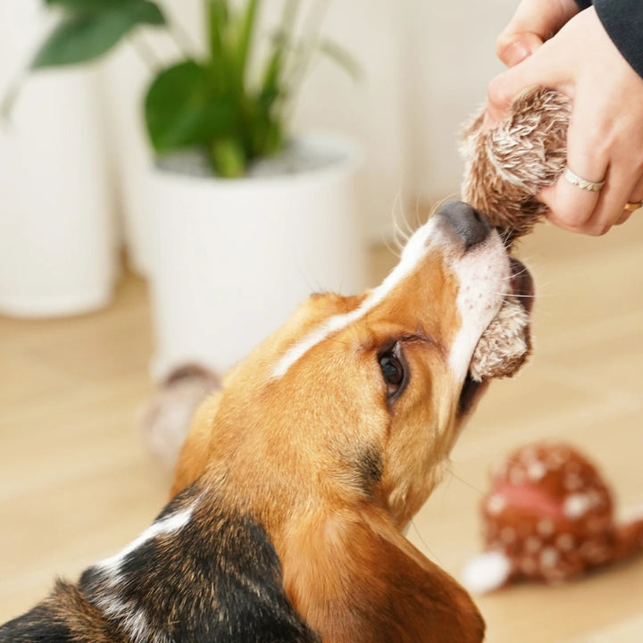 Hundespielzeug Eichhörnchenball